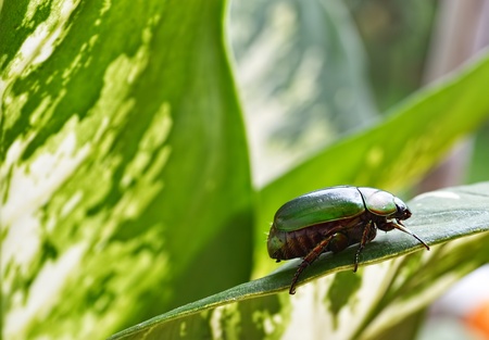 this bug is try mimic the color of a leavesの写真素材