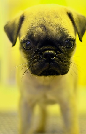 i shot this puppy is inside her cageの写真素材