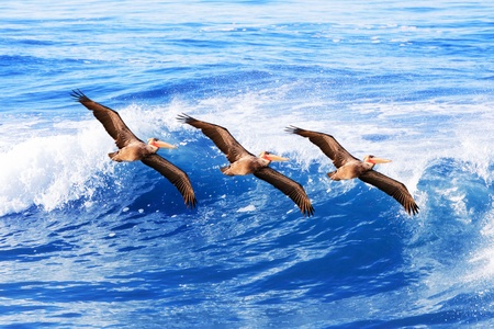 Three California brown pelicans in flight over pacific ocean waves ~  Sea Birds Pelecanus occidentalisの写真素材
