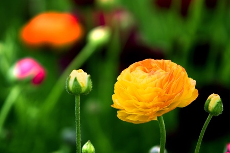 Bright Yellow And Orange Ranunculus Flowersの写真素材