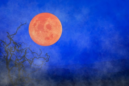 Halloween Holiday Background ~ Fog Orange Full Moon & Twisted Tree Branchesの写真素材
