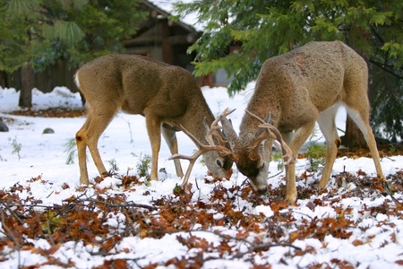 Two Young Mule Deer Bucks Forage For Food ~ Odocoileus hemionusの写真素材