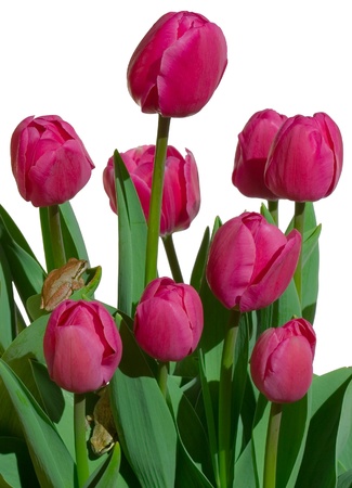 A beautiful bunch of purple or pink tulips isolated on white with two cute tree frogs A beautiful bunch of purple or pink tulips isolated on white with two cute tree frogs