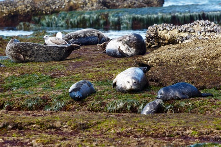 California Harbor Seal Parents and Pups Resting In Pacific Tide Pool At Low Tideの写真素材