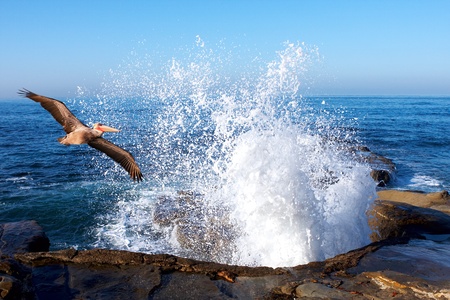 Pacific Pelican Soaring Through Splashing Ocean Wavesの写真素材