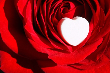 Red Rose With White Heart ~ Macro Close Upの写真素材
