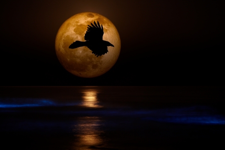 Full 2012 Supermoon With Black Flying Raven Silhouette Setting Over Pacific Coast Sea Glowing with Sinister Bio-luminescent Waves ~ Spooky Ocean Beachの写真素材