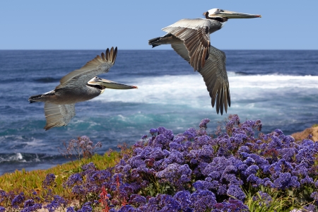 Two California Brown Pelicans In Flight Soaring Over Pacific Coast Sea Waves ~ Pelecanus occidentalis ~ Ocean Surf With Spring Sea Lavender, Purple Statice, Sea foam or Marsh-Rosemary Flowers ~ Limonium californicumの写真素材