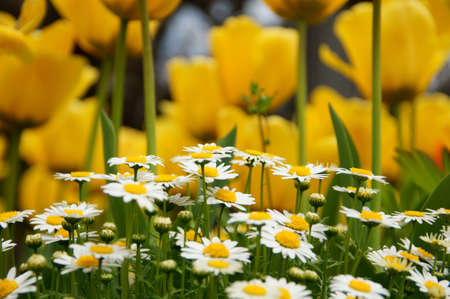 Tulip and  gerberaの写真素材