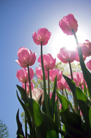 tulip