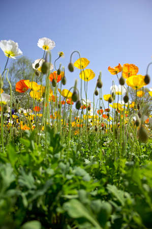 Poppyの写真素材