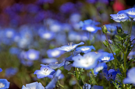 Nemophilaの写真素材