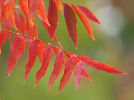 A picture of some red leaves against a green backgroundの写真素材