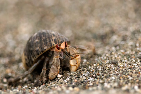 Ecuadorian hermit crab walking on the beach near Puerto Jimenez, Costa Rica