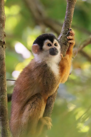 Central American Squirrel monkey perched in Corcovado National Park, Costa Rica