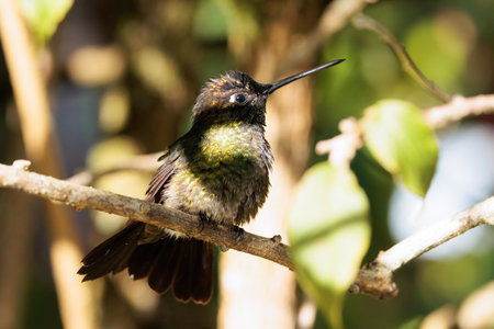 Violet-headed hummingbird perching on a branch in San Gerardo de Dota Costa Ricaの写真素材