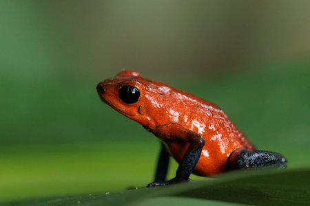 Blue-Jeans frog a.k.a strawberry frog perching on a green leaf in Costa Rica