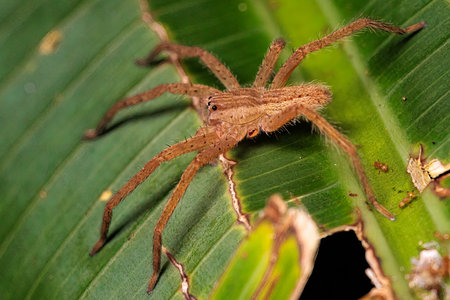 Female American nursery web spider standing in Tortuguero, Costa Ricaの写真素材