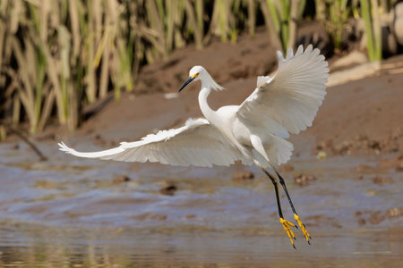 White snowy egret in Tortuguero national park, Costa Ricaの写真素材