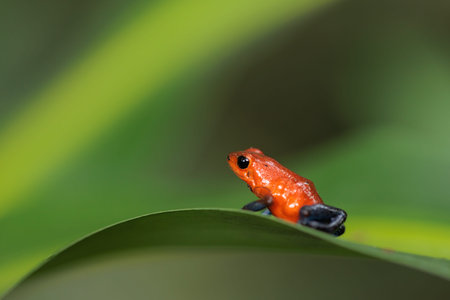 Blue-Jeans frog a.k.a strawberry frog perching on a green leaf in Costa Rica