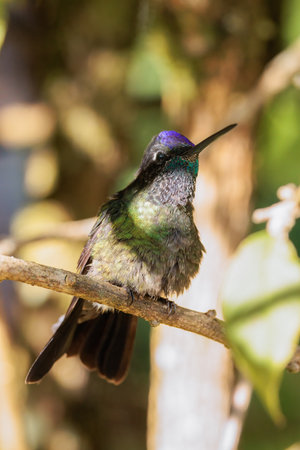 Violet-headed hummingbird perching on a branch in San Gerardo de Dota Costa Ricaの写真素材