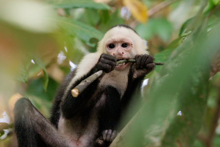 White-faced capuchin - White headed capuchin eating, Costa Ricaの写真素材