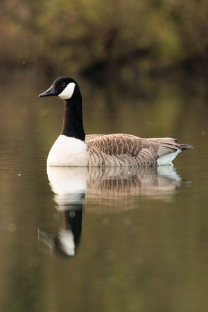 Canada goose swimming on a sunny dayの写真素材