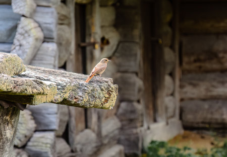 Pyrohovo open-air museum in Kiev - Ukraineの写真素材