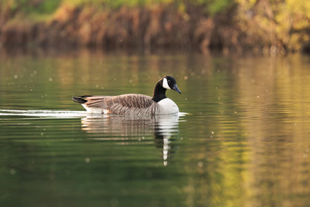 Canada goose swimming on a sunny dayの写真素材