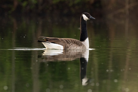 Beautiful canada goose resting on a lake during sunny dayの写真素材