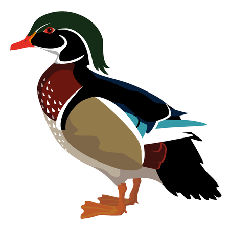 Wood Duck illustrationのイラスト素材