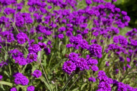 purple flowers of Rigid Verbenaの写真素材