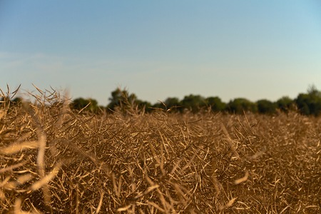 rape field in the summer just before harvestの写真素材