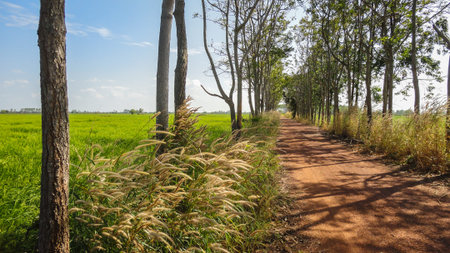 Grassland and  a dirt road