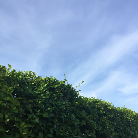 Natural green hedge and blue sky background ( composition and space for text)の写真素材