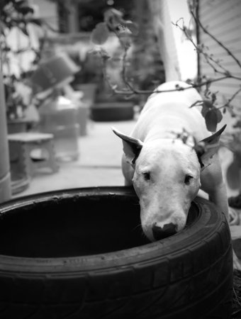Bull terrier dog playing and  bite a tyreの写真素材