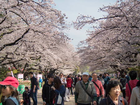 TOKYO, JAPAN - APRIL 06. 2016: Ueno Park is spacious public park in the Ueno district of TaitÅ, Tokyo, Japan.It'is the most famous place to people relaxing and enjoy viewing cherry blossoms sakura.のeditorial素材