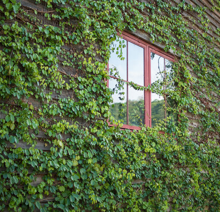 Red window with green ivy leaves on the wooden wall