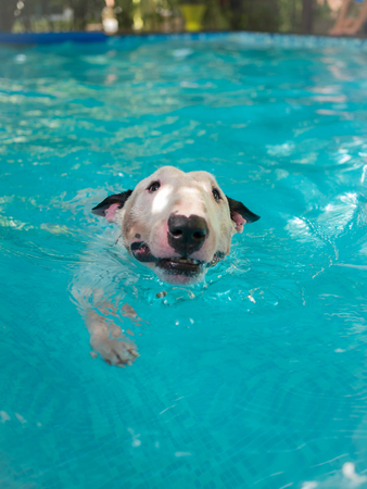 White Bull terrier dog  swimming in the pool の写真素材