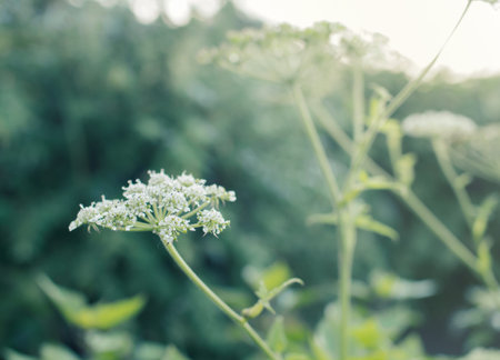 Close up white flowers field  ( Vintage tone color )