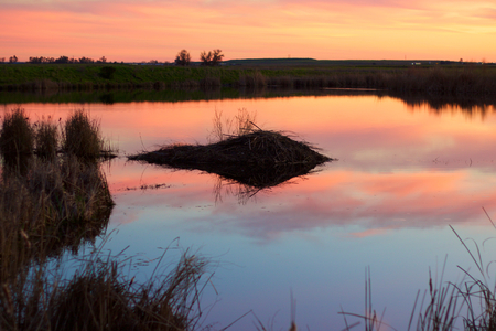 Beaver dam in a small pond at sunsetの写真素材