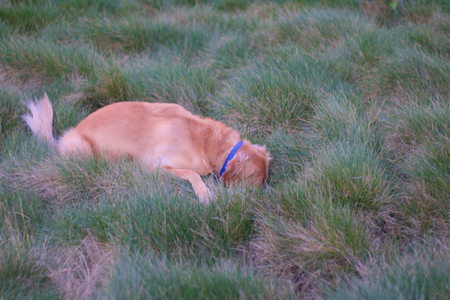 Golden Retriever Dog with Head Hiding in Grass at a parkの写真素材