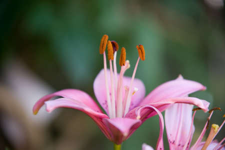 Pink Lilyの写真素材