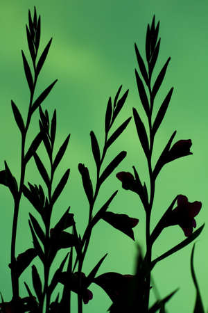 a silhouette of a Gladioli with a green backgroundの写真素材