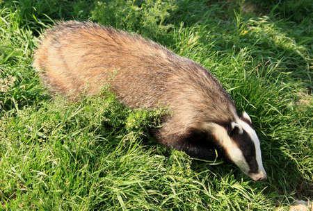 An adult badger foraging for foodの写真素材