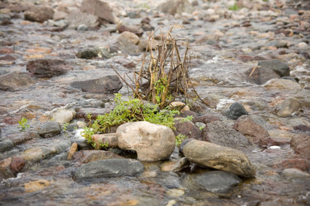 Plant growing through rocks in a a streamの写真素材