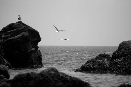 A black and white image of rocks at seaの写真素材