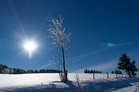 Winter landscape. Cold day and blus sky, Black Forest, Germanyの写真素材
