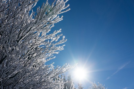 Branches of trees brought by snow on a sunny blue sky backgroundの写真素材