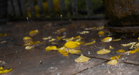 Wet ash yellow leaf after the rain on the dark textured background with drops, copy space. Autumn concept. rain splash, grey backgroudの写真素材
